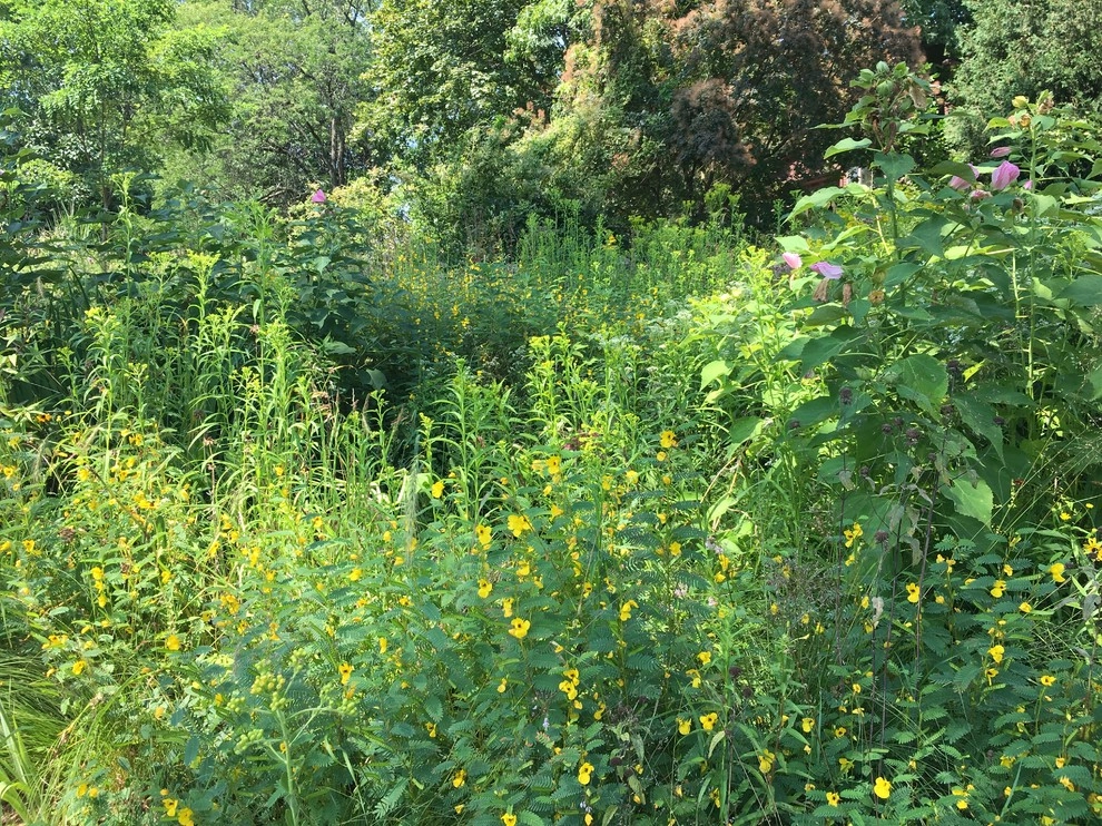 2017 by Creating Sustainable Landscapes, LLC - Photo 17