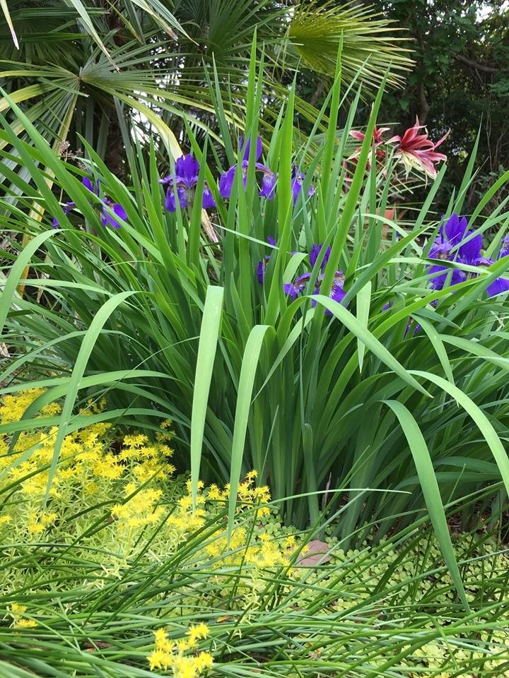 Seaside Perennial Garden by Creative Landscapes, Inc. - Photo 3