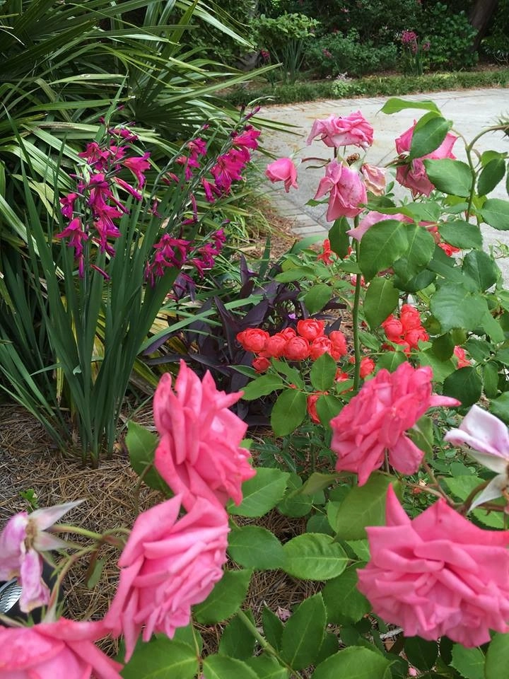 Seaside Perennial Garden by Creative Landscapes, Inc. - Photo 8