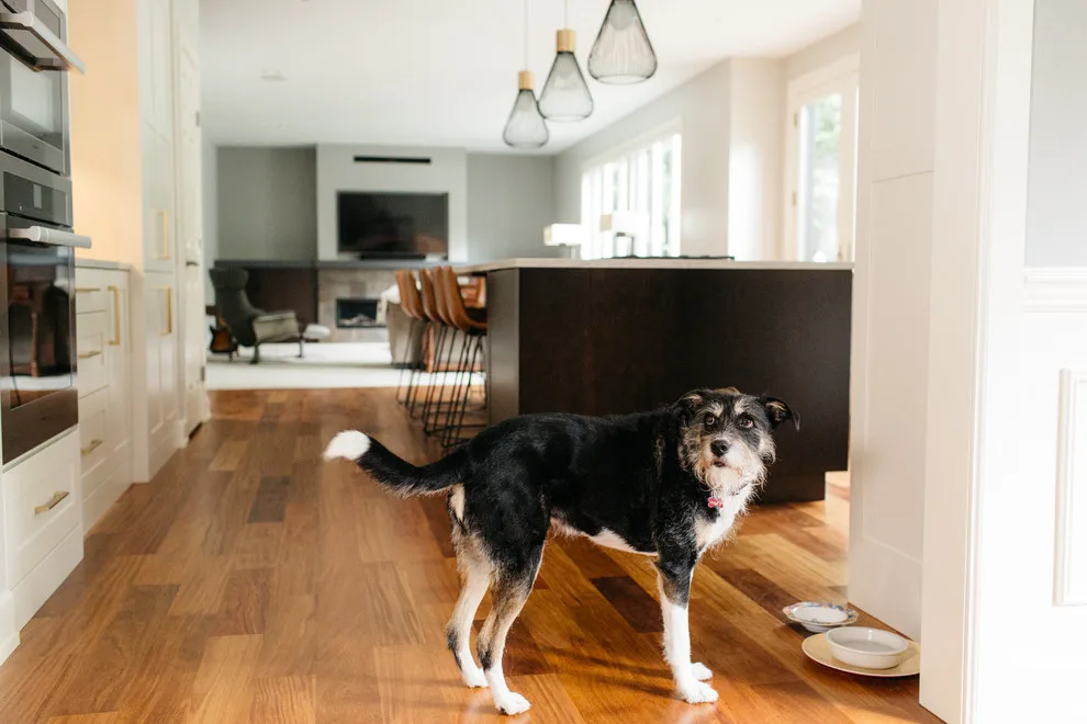 Sammamish Modern Kitchen by Nip Tuck Remodeling - Photo 8