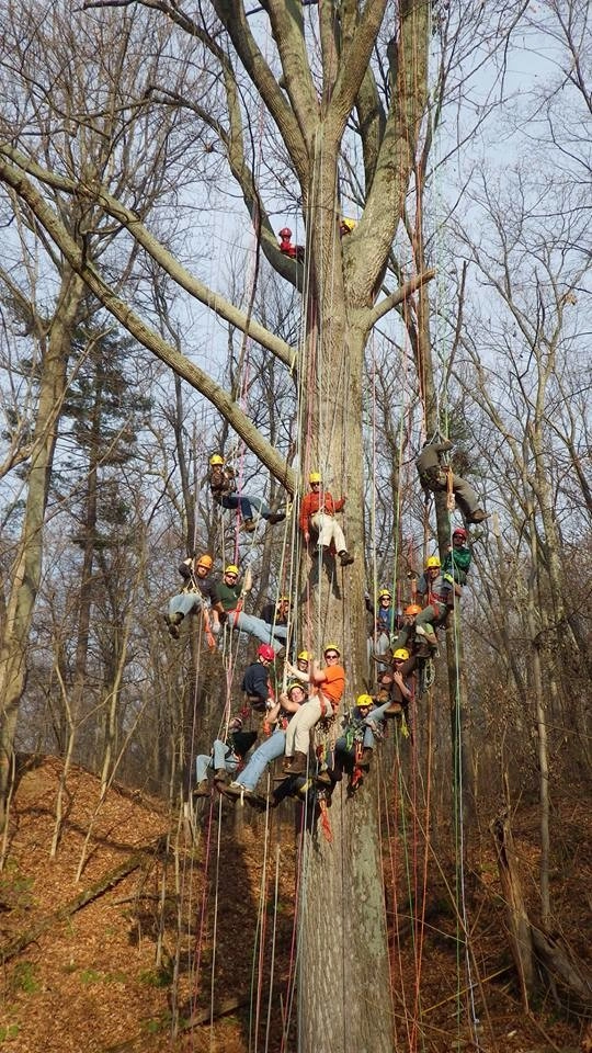 Tree Division by Cumberland Valley Tree Service - Landscaping - Photo 14