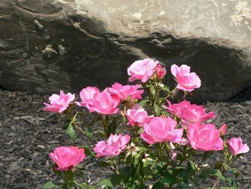 Plantings by Cumberland Valley Tree Service - Landscaping - Photo 26
