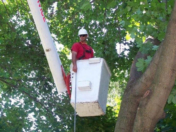 Tree Division by Cumberland Valley Tree Service - Landscaping - Photo 8