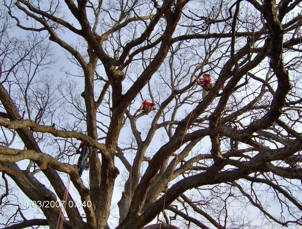 Tree Division by Cumberland Valley Tree Service - Landscaping - Photo 16