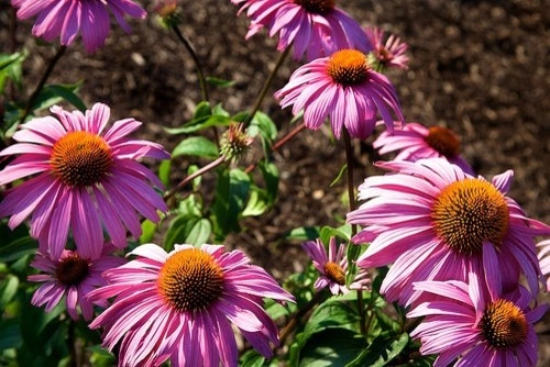Plantings by Cumberland Valley Tree Service - Landscaping - Photo 15