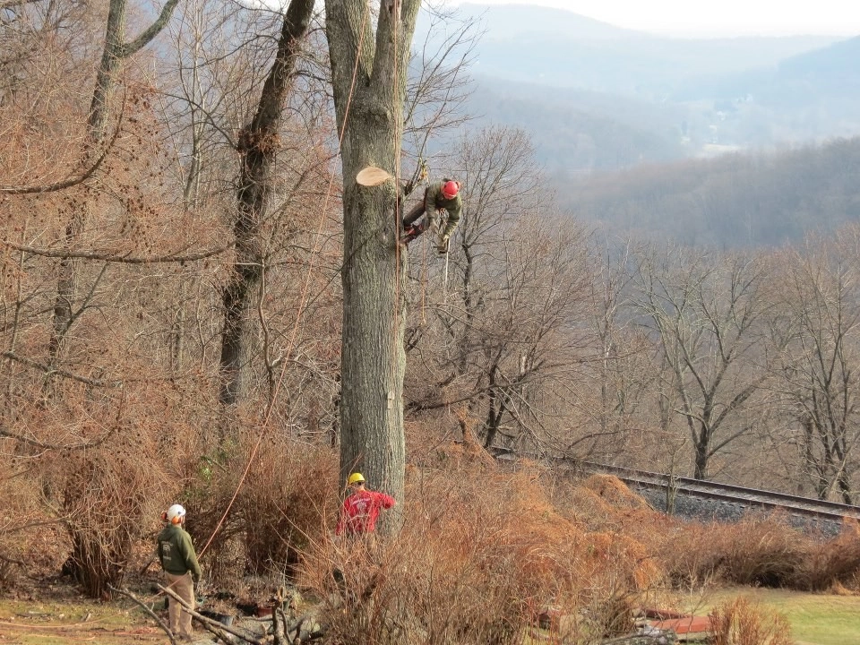 Tree Division by Cumberland Valley Tree Service - Landscaping - Photo 6