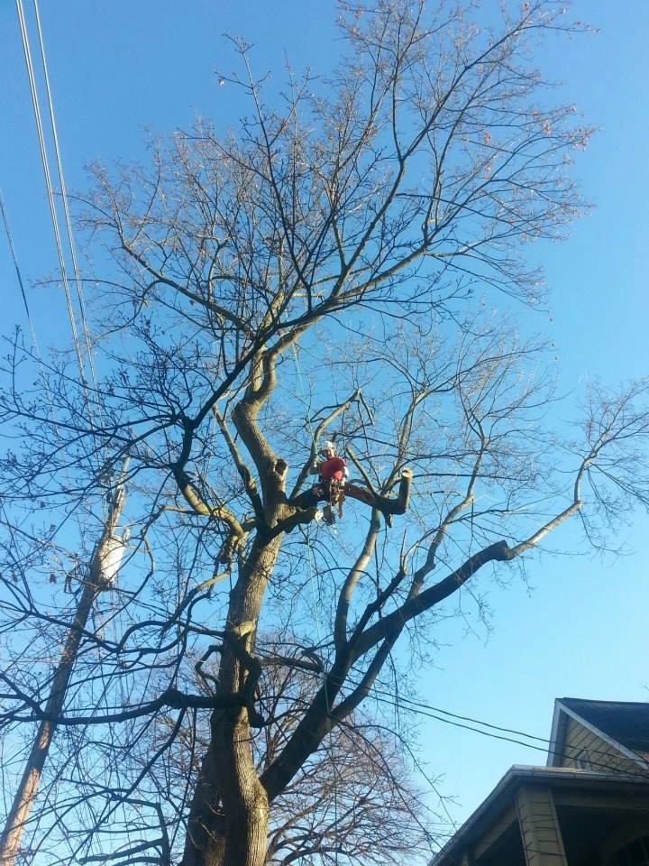 Tree Division by Cumberland Valley Tree Service - Landscaping - Photo 27
