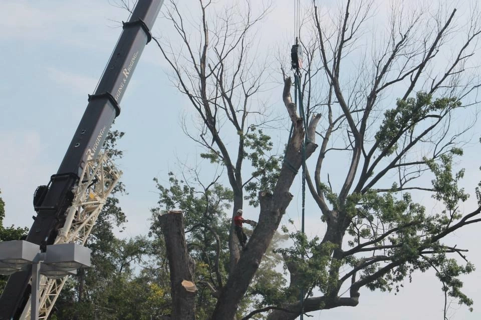 Tree Division by Cumberland Valley Tree Service - Landscaping - Photo 4