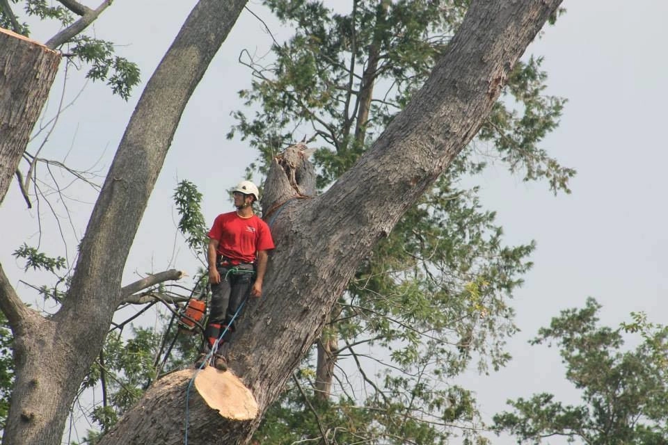 Tree Division by Cumberland Valley Tree Service - Landscaping - Photo 7