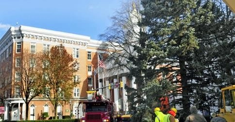 Tree Division by Cumberland Valley Tree Service - Landscaping - Photo 12