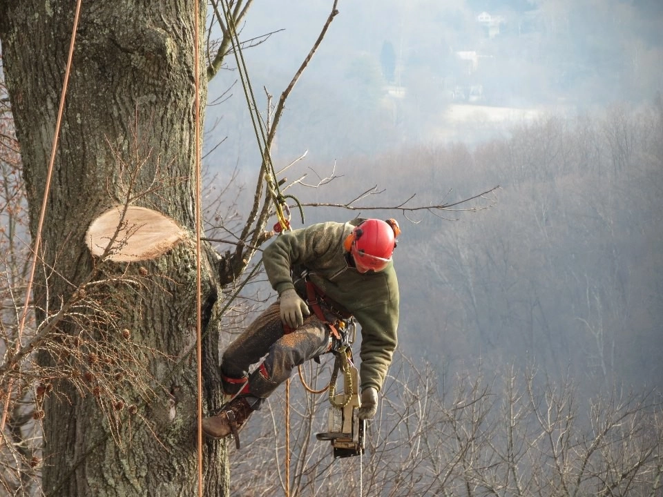 Tree Division by Cumberland Valley Tree Service - Landscaping - Photo 21