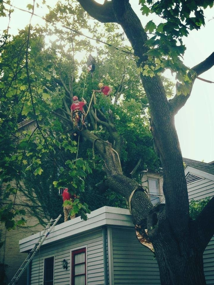 Tree Division by Cumberland Valley Tree Service - Landscaping - Photo 22