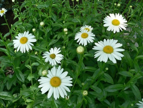 Plantings by Cumberland Valley Tree Service - Landscaping - Photo 14