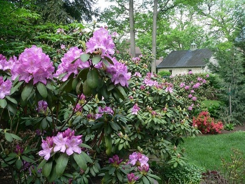 Plantings by Cumberland Valley Tree Service - Landscaping - Photo 35
