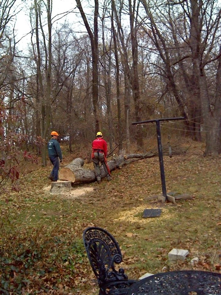 Tree Division by Cumberland Valley Tree Service - Landscaping - Photo 32
