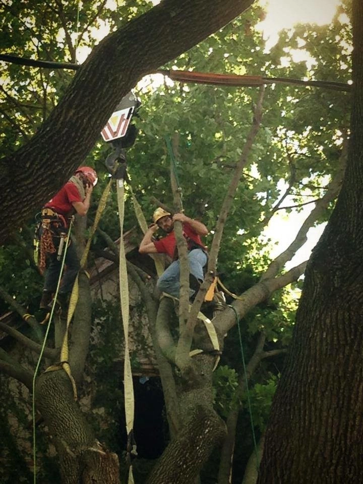 Tree Division by Cumberland Valley Tree Service - Landscaping - Photo 13