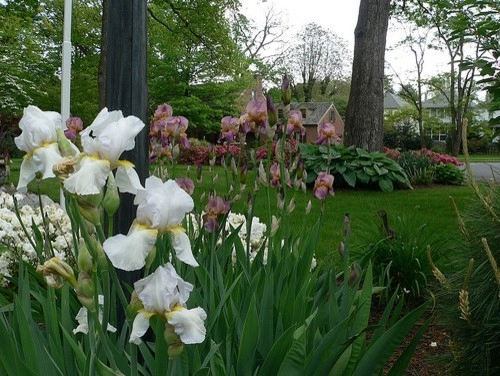 Plantings by Cumberland Valley Tree Service - Landscaping - Photo 25