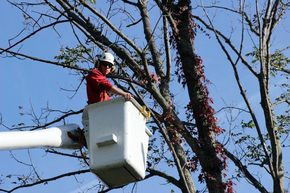 Tree Division by Cumberland Valley Tree Service - Landscaping - Photo 2