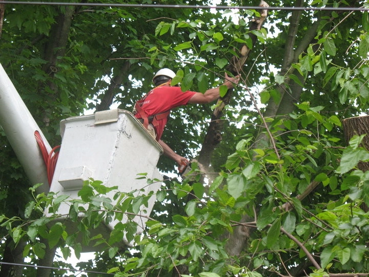 Tree Division by Cumberland Valley Tree Service - Landscaping - Photo 10