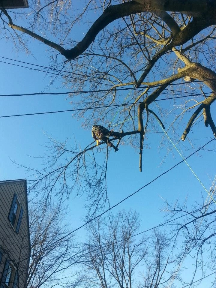 Tree Division by Cumberland Valley Tree Service - Landscaping - Photo 11