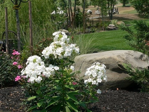 Plantings by Cumberland Valley Tree Service - Landscaping - Photo 32