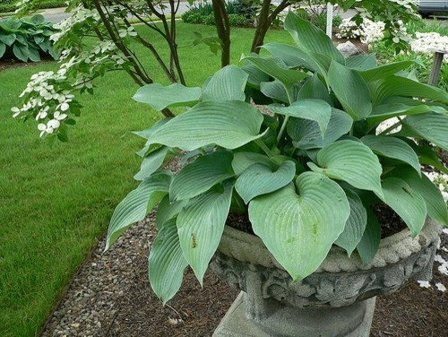 Plantings by Cumberland Valley Tree Service - Landscaping - Photo 36