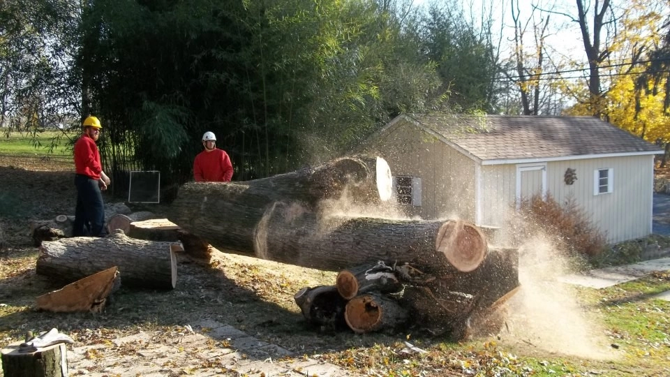 Tree Division by Cumberland Valley Tree Service - Landscaping - Photo 5