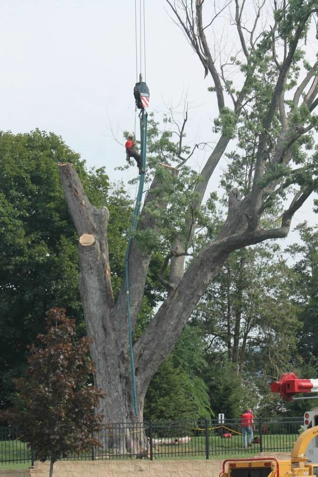 Tree Division by Cumberland Valley Tree Service - Landscaping - Photo 29