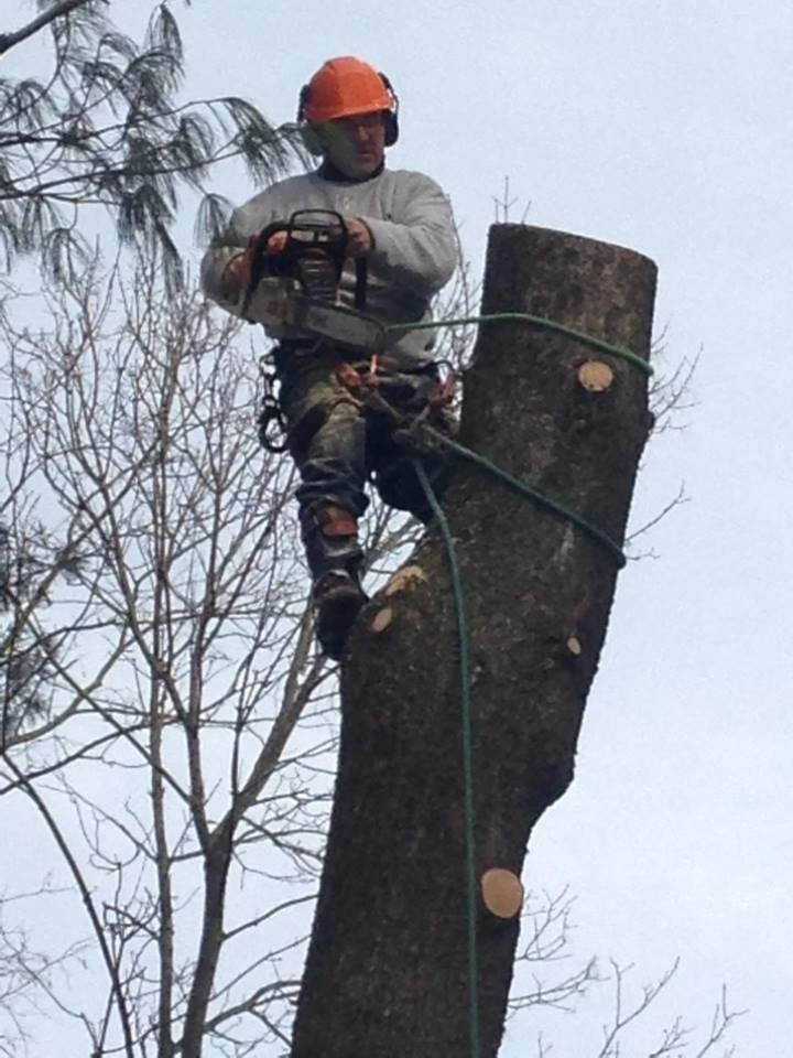 Tree Division by Cumberland Valley Tree Service - Landscaping - Photo 26