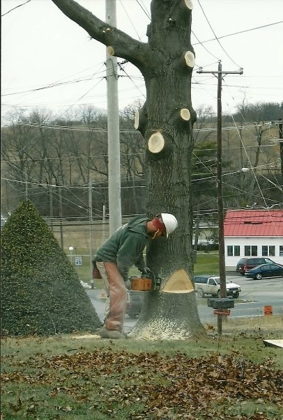 Tree Division by Cumberland Valley Tree Service - Landscaping - Photo 20
