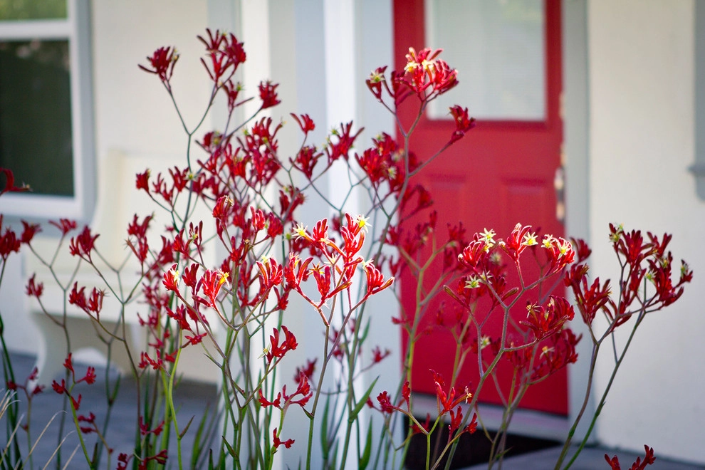 Colorful Drought Tolerant Up Grade - Mid Town by Bosler Earth Design - Photo 6