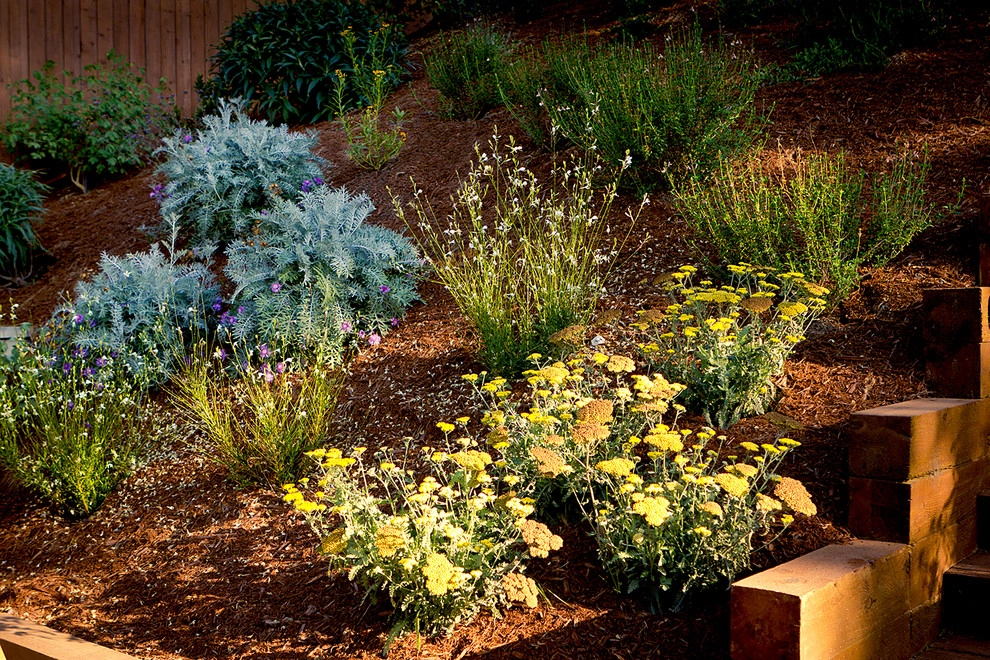 Baldwin Hills - California Native Hillside by Bosler Earth Design - Photo 7
