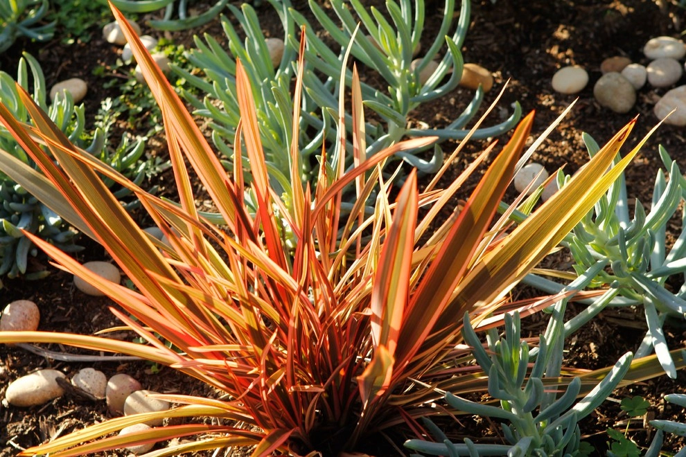 A Low Maintenance Colorful Landscape-Ladera Height by Bosler Earth Design - Photo 4