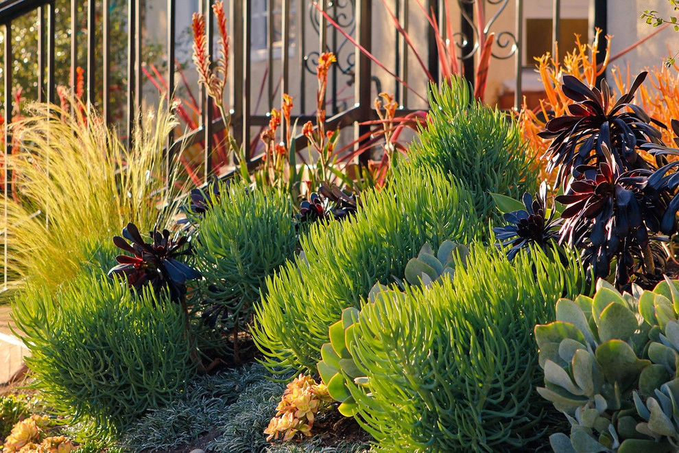 Spanish Landscape Hancock Park by Bosler Earth Design - Photo 5
