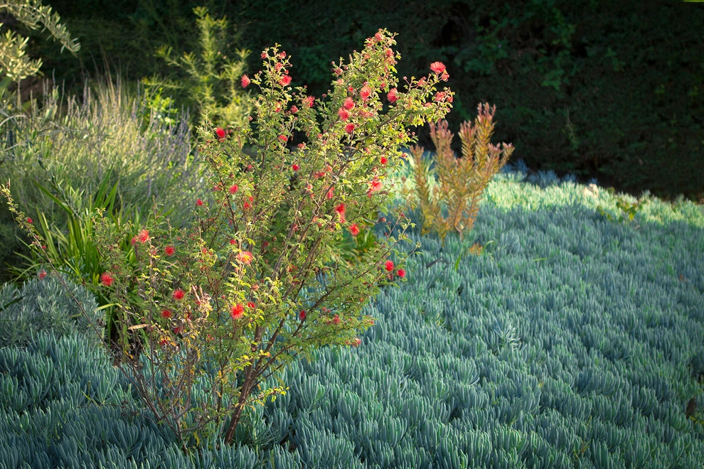 A Low Maintenance Colorful Landscape-Ladera Height by Bosler Earth Design - Photo 13