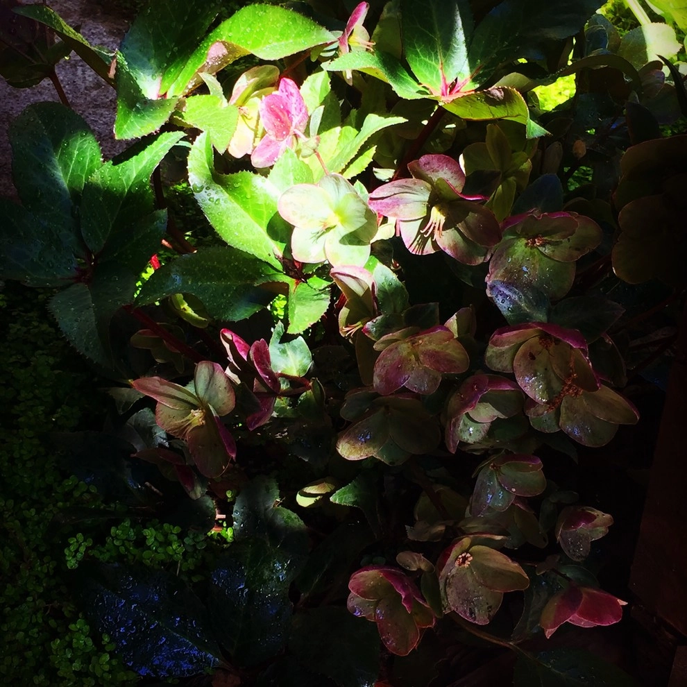 Berkeley Hills by Deep Rootz Landscape And Design - Photo 8