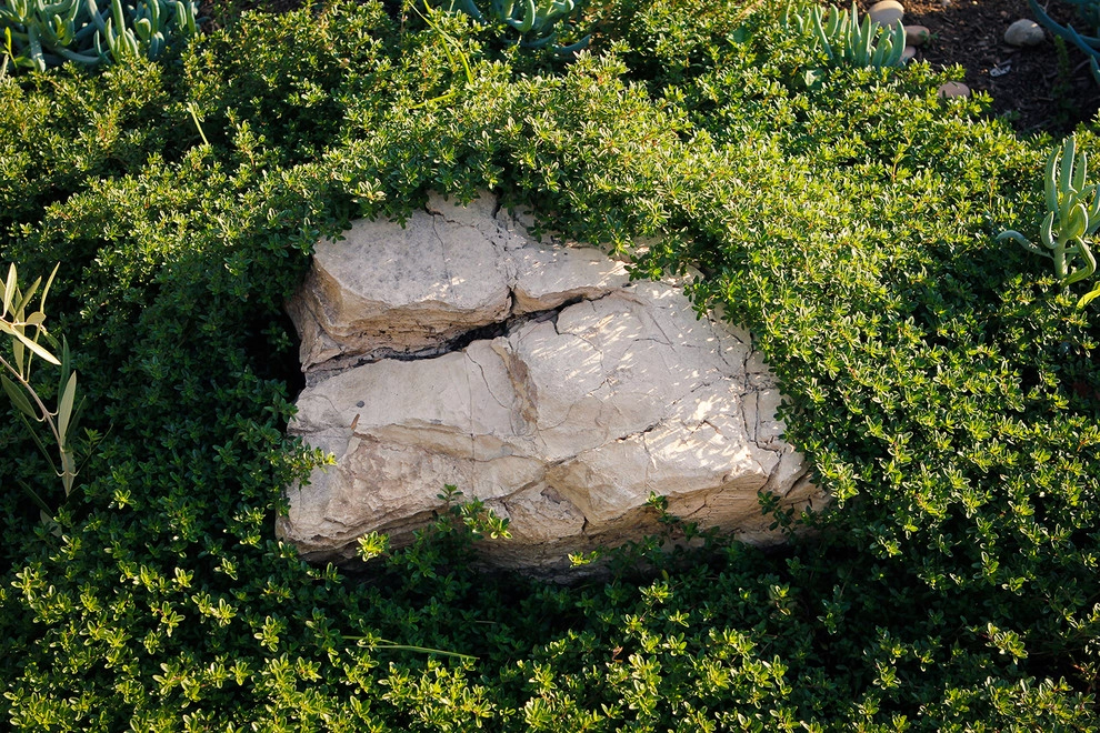 Spanish Landscape Hancock Park by Bosler Earth Design - Photo 6