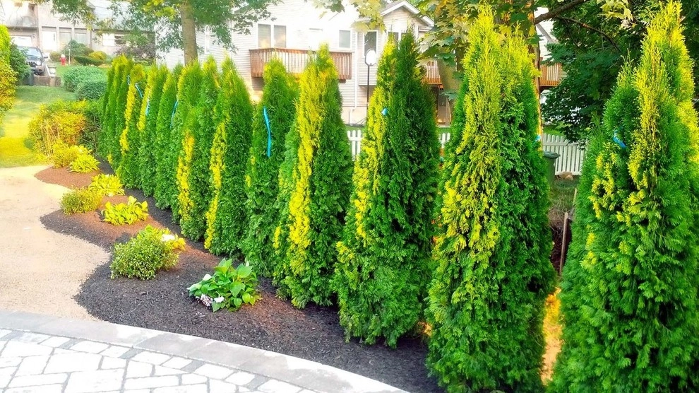 Planting Designs by Diamond Cut Landscape Design - Photo 15