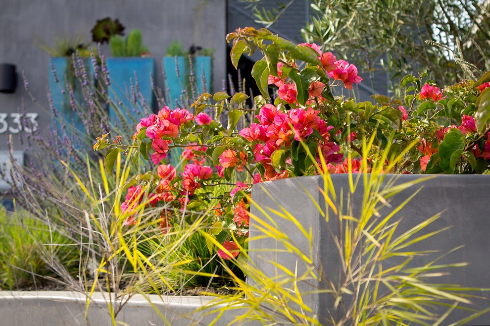 Naturalistic Contemporary Home - Santa Monica by Bosler Earth Design - Photo 6