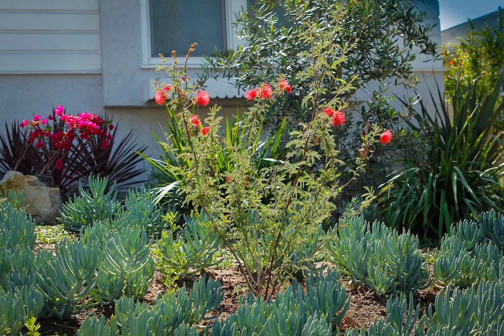 A Low Maintenance Colorful Landscape-Ladera Height by Bosler Earth Design - Photo 7