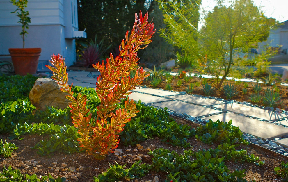 A Low Maintenance Colorful Landscape-Ladera Height by Bosler Earth Design - Photo 5