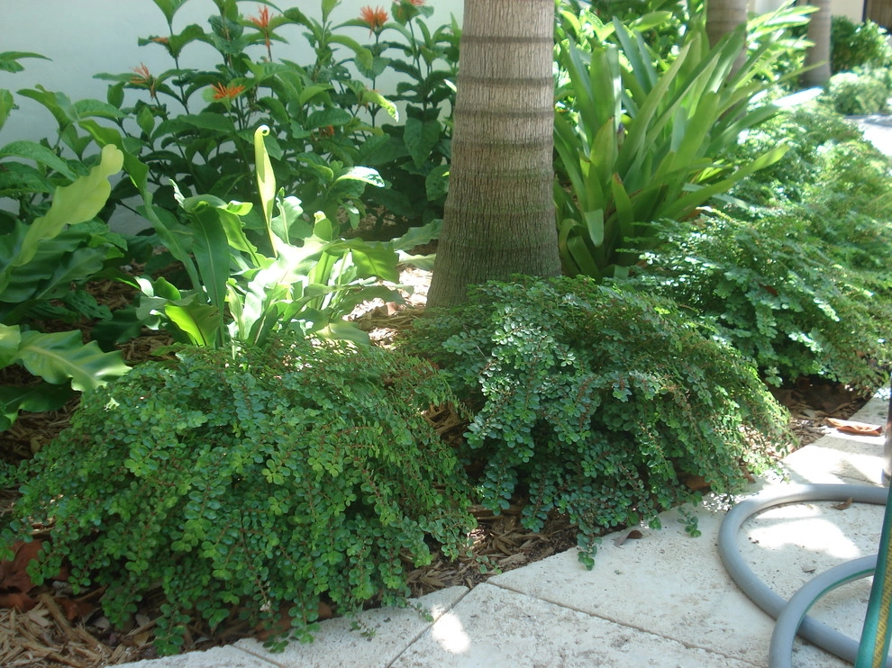 Boca Raton, FL Backyard Waterfront Oasis by Botanical Visions - Photo 5
