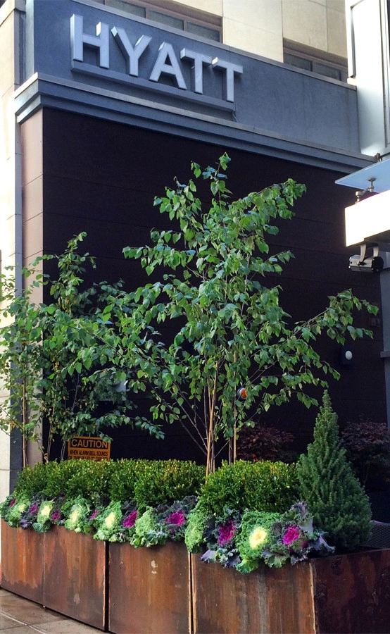 Raised Planter Design - New York by Dragonetti Brothers Landscapes - Photo 2