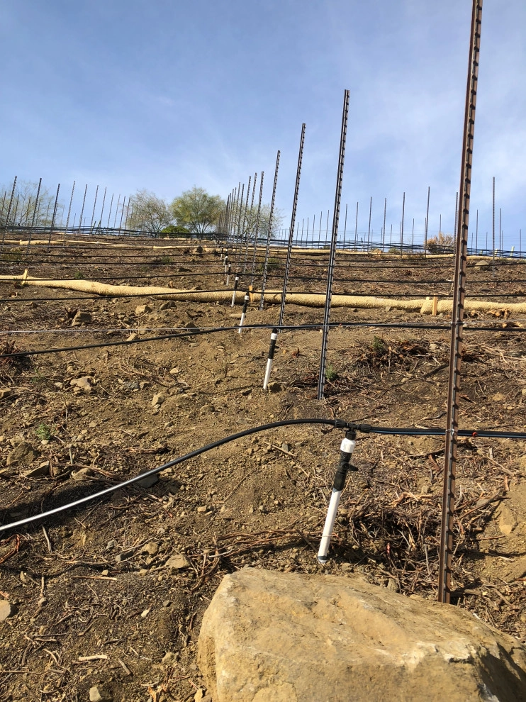 Wine Vineyards by Drip DTS Design And Build - Photo 9