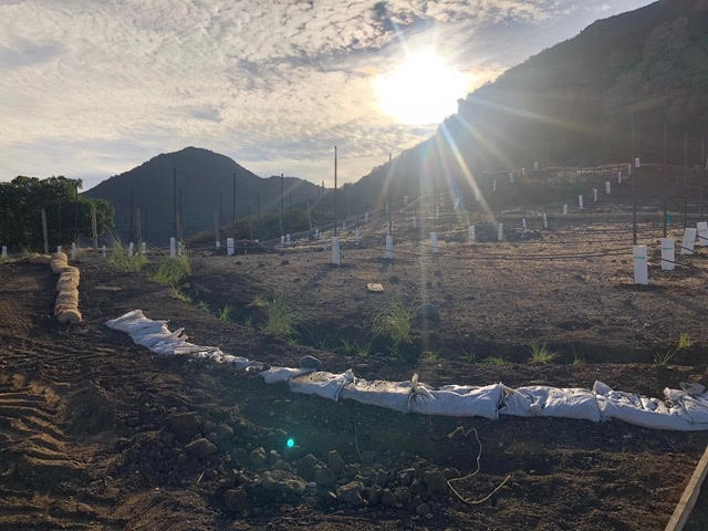 Wine Vineyards by Drip DTS Design And Build - Photo 10