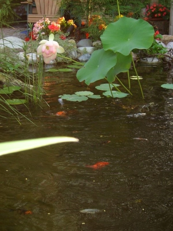 Ponds by Eagleson Landscape Co. - Photo 6