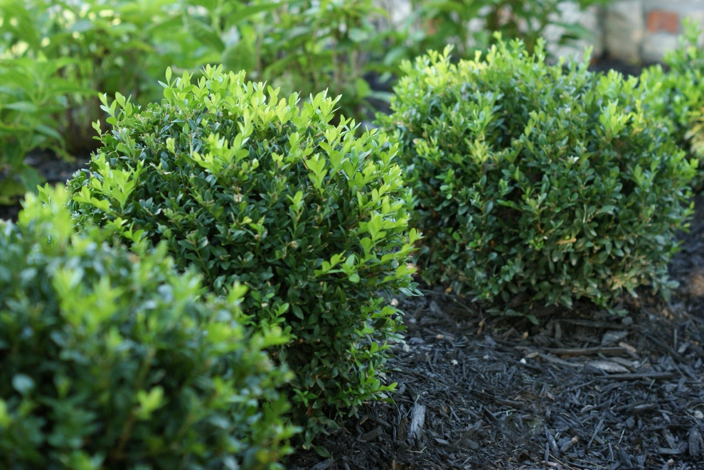 Plantings by Elevate Outdoor - Photo 23
