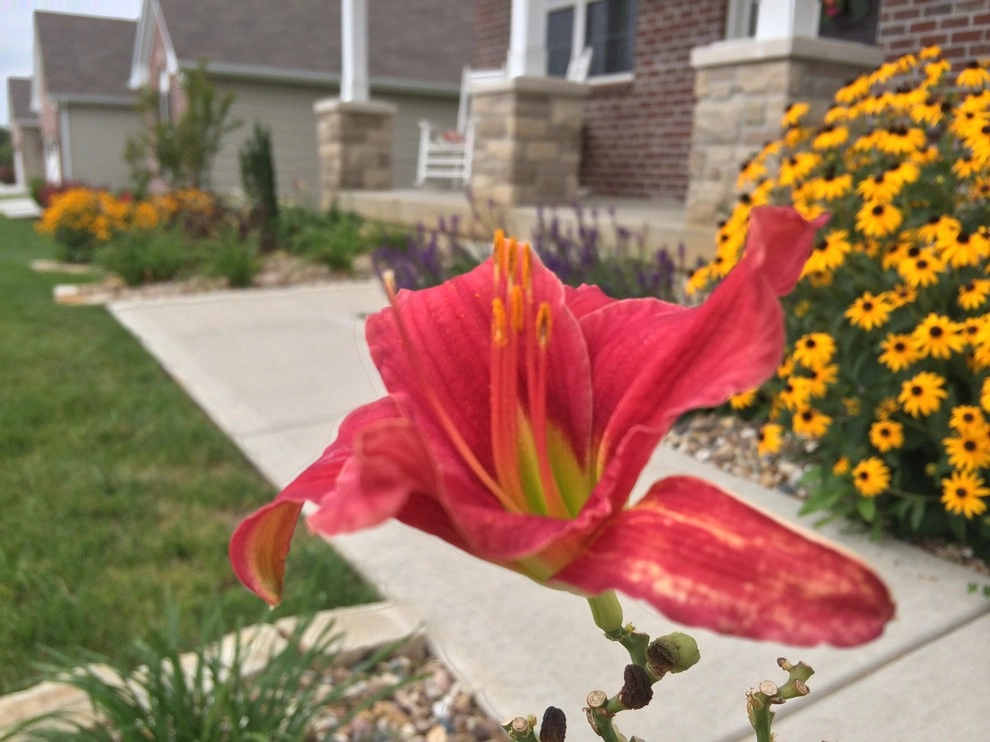 Plantings by Elevate Outdoor - Photo 18
