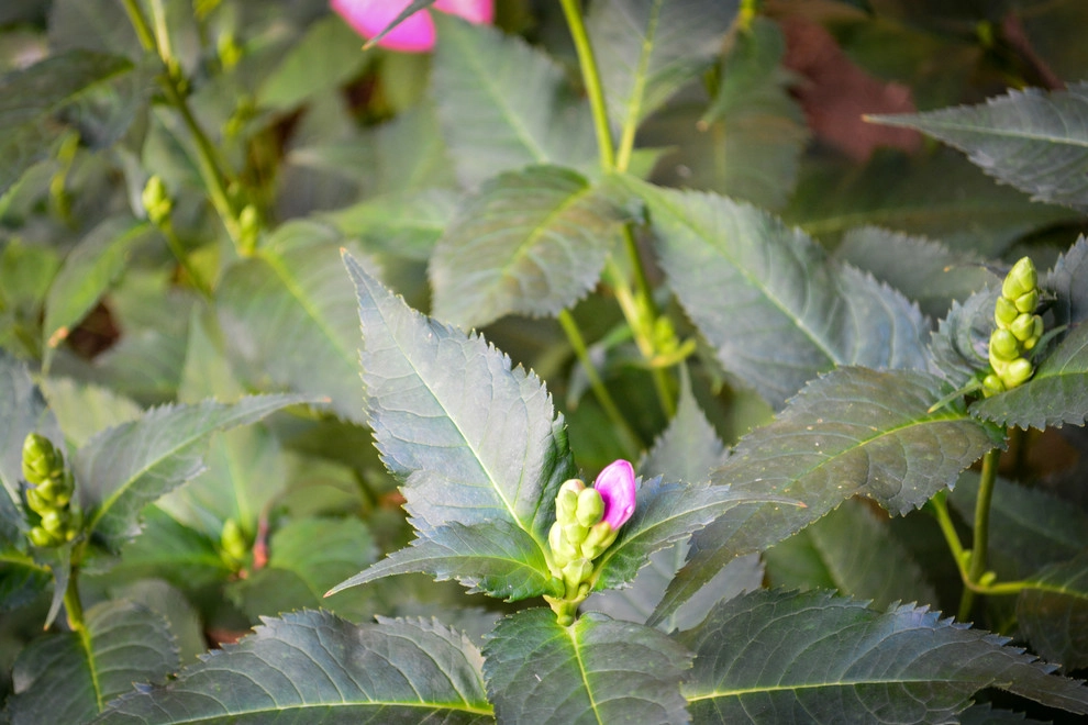 Shady Backyard Sanctuary by Breaking Ground - Photo 5
