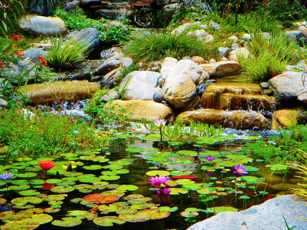 Water Garden by EnviroscapeLA - Photo 6